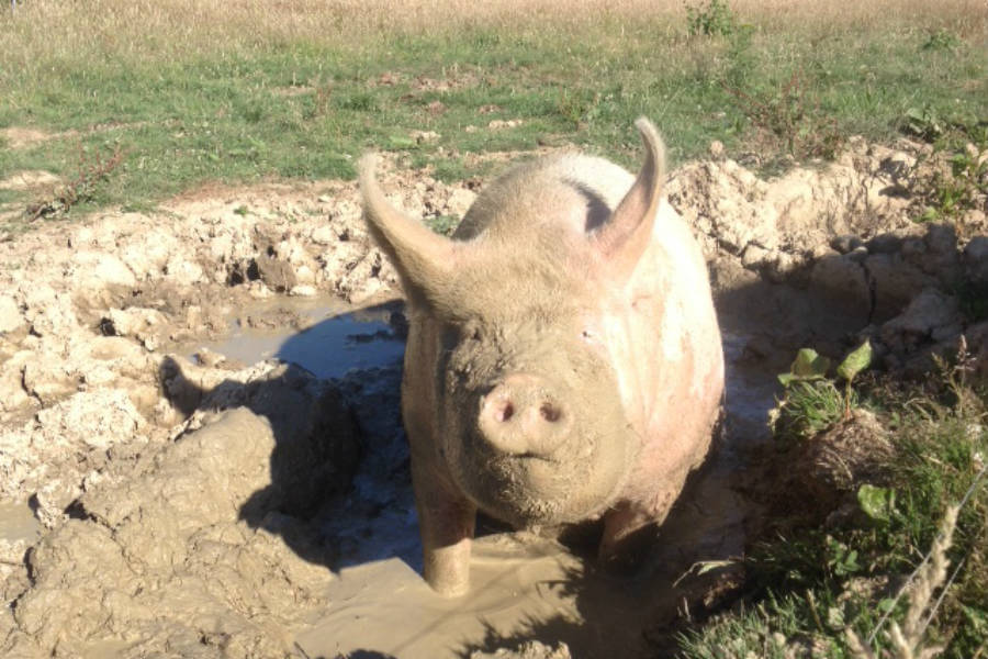 Shop Butchery - Pigs