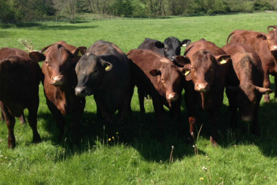Shop Butchery - Beef Cattle