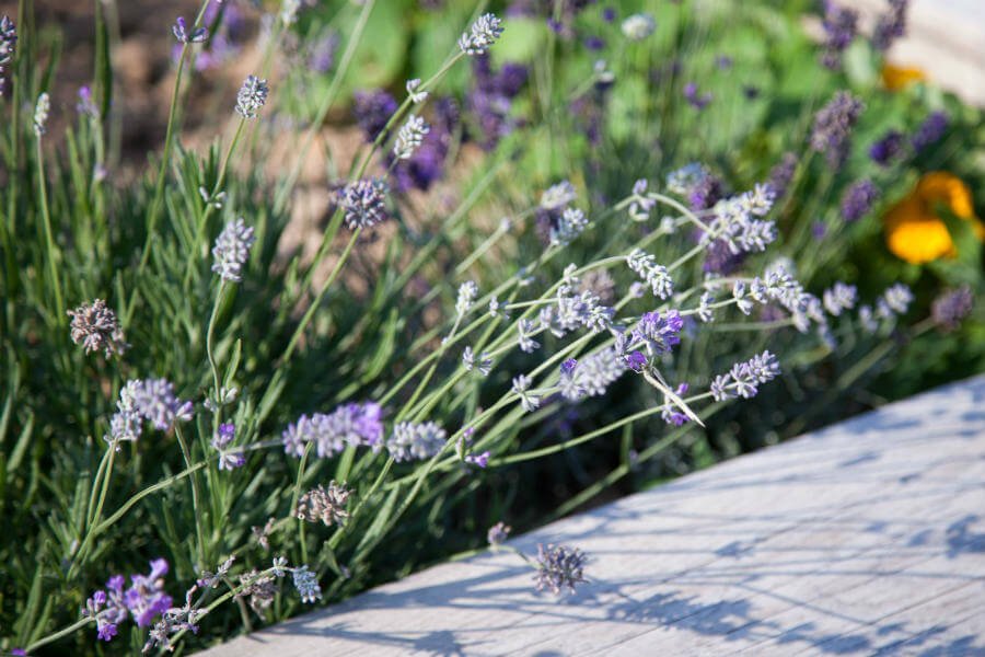 Shop Garden - Lavender