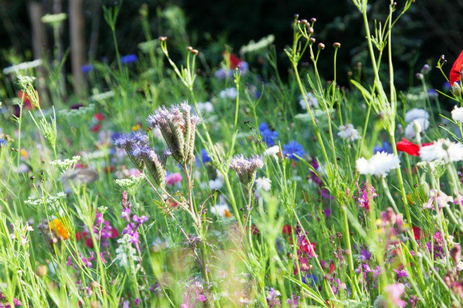 Shop Garden - Meadow Flowers
