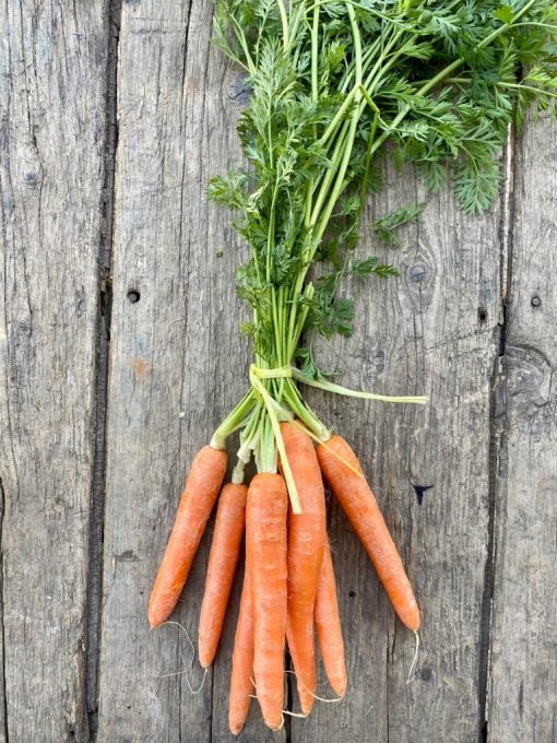 Carrot Bunch - per unit