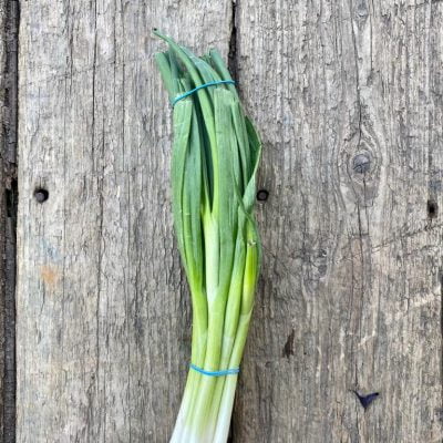 Bunch of Spring Onions