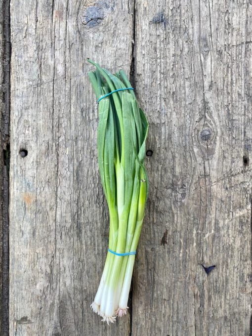 Bunch of Spring Onions