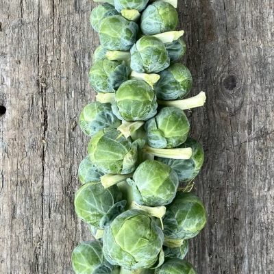 Sprout Stick