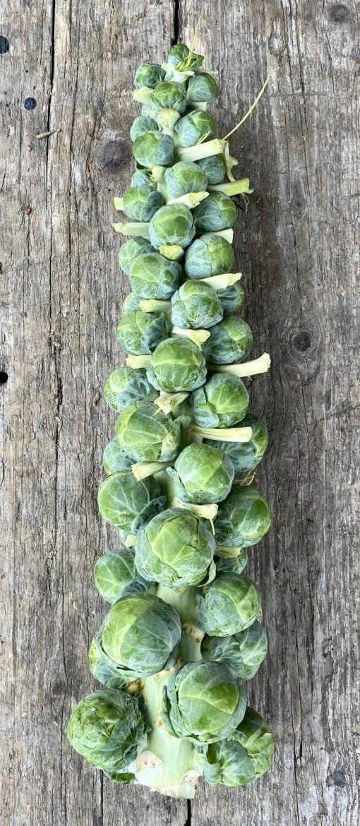 Sprout Stick